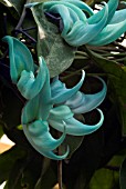 STRONGYLODON MACROBOTRYS; EMERALD CREEPER; JADE VINE