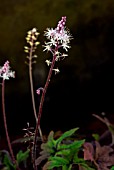 TIARELLA STARBURST, FOAMFLOWER