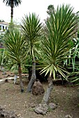 YUCCA ALOIFOLIA MARGINATA