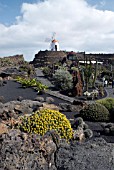 CACTUS GARDEN, JARDIN DE CACTUS, LANZAROTE