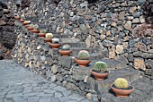 CACTUS IN POTS ON STEPS