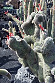 CLEISTOCACTUS BAUMNANNII, CACTUS