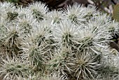 CYLINDROPUNTIA TUNICATA