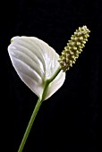 SPATHIPHYLLUM WALLISII (PEACE LILY)