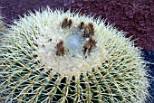 ECHINOCACTUS GRUSONII