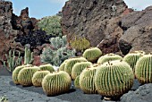 ECHINOCACTUS GRUSONII