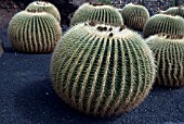 ECHINOCACTUS GRUSONII, BARREL CACTUS