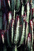 EUPHORBIA TRIGONA