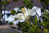 HIBISCUS ROSA SINENSIS