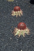 MELOCACTUS BROADWAY, MELON CACTUS