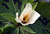 TRILLIUM ALBIDUM (WOOD LILY)