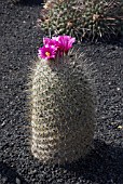 THELOCACTUS CONOTHELOS SSP. AURANTIACUS