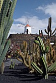 CACTUS GARDEN, JARDIN DE CACTUS, LANZAROTE, CANARY ISLANDS