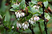 ARCTOSTAPHYLOS PAJAROENSIS, BEARBERRY