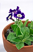 PRIMULA AURICULA OLD COTTAGE BLUE