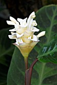 CALATHEA WARSCEWICZII