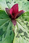 TRILLIUM CHLOROPETALUM (WOOD LILY)