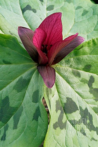 TRILLIUM_CHLOROPETALUM_WOOD_LILY