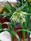 FRITILLARIA BUCHARICA, FRITILLARY