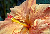 HIBISCUS LAE ORANGE