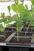 LATHYRUS ODORATUS, SWEET PEA SEEDLINGS, SPENCER MIX