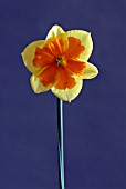 NARCISSUS CARNYORTH, DAFFODIL