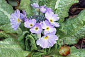 PRIMULA ERYTHROCARPA, PRIMROSE