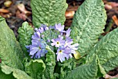 PRIMULA ERYTHROCARPA