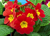 PRIMULA PIZZAZZ MIX