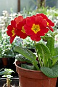 PRIMULA PIZZAZZ MIX