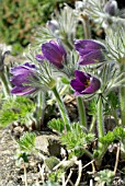 PULSATILLA PATENS, EASTERN PASQUE FLOWER