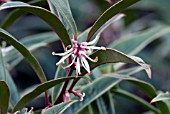 SARCOCOCCA HOOKERIANA VAR DIGYNA