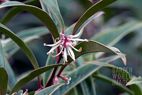 SARCOCOCCA_HOOKERIANA_VAR_DIGYNA