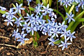 SCILLA BIFOLIA