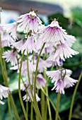 SOLDANELLA CARPATICA X PUSILLA, SNOWBELL