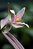 TRILLIUM PUSILLUM (WOOD LILY)