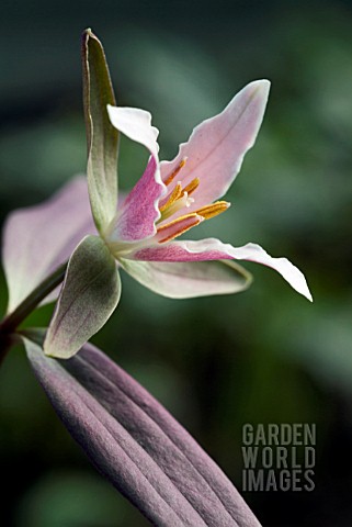 TRILLIUM_PUSILLUM_WOOD_LILY