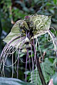 TACCA CHANTRIEREI