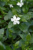 VINCA DIFFORMIS, PERIWINKLE