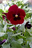 VIOLA, PENNY RED BLOTCH