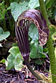 ARISAEMA PROPINQUUM