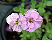 AUBRETIA DOUBLE PINK