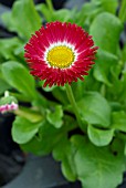 BELLIS GALAXY RED, DAISY