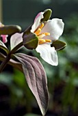 TRILLIUM PUSILLUM (WOOD LILY)