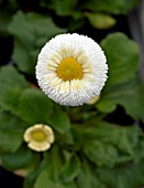 BELLIS GALAXY WHITE, DAISY