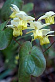 EPIMEDIUM X VERSICOLOR SULPHUREUM, BARREN WORT