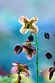 EPIMEDIUM X WARLEYENSE, BARRENWORT