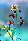 EPIMEDIUM X WARLEYENSE, BARRENWORT