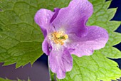 GLAUCIDIUM PALMATUM