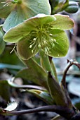 HELLEBORUS ARGUTIFOLIUS SILVER LACE